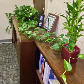 growing-pothos-in-office