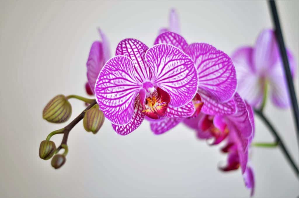 orchid dying