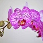 Help My Orchid Is Dying! How to Bring an Orchid Back to Life orchid dying