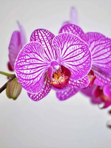 orchid dying