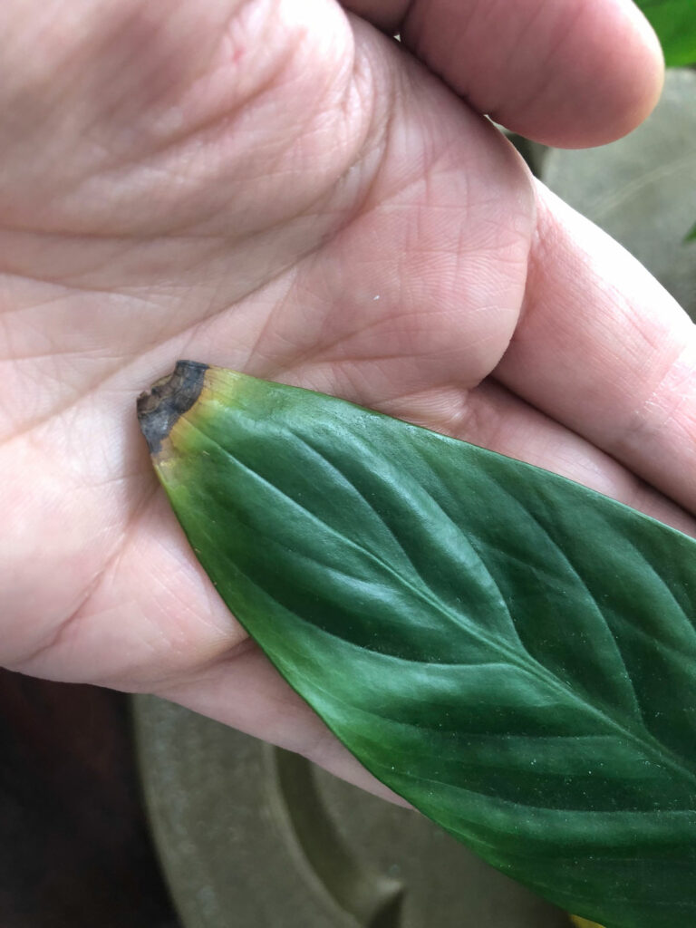 brown-crispy-leaves