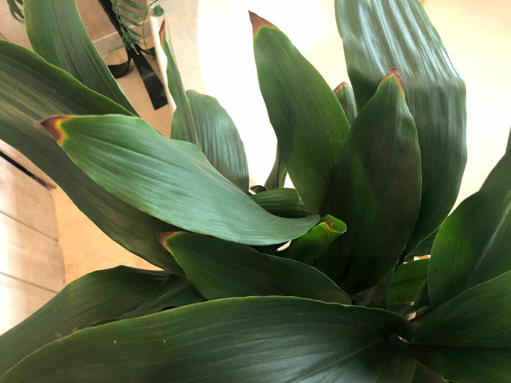 cast-iron-brown-leaves