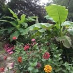 Banana Plant Care: Musa Basjoo and Ensete Vetricosum featured-banana