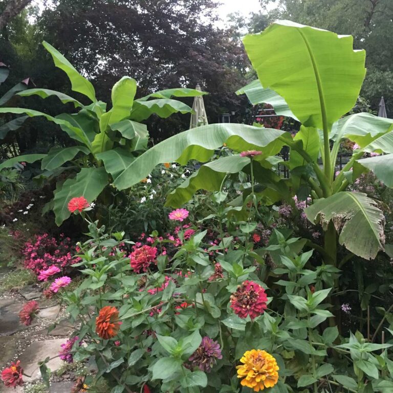 Banana Plant Care: Musa Basjoo and Ensete Vetricosum