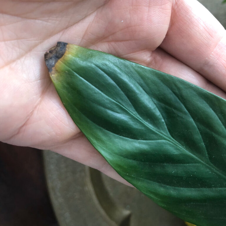 Are Your Plant Leaves Turning Brown and Crispy?  Top 6 Reasons Why!