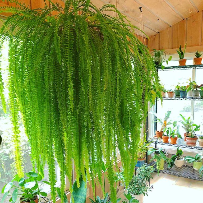 Secrets on How Not to Kill Your Indoor Ferns