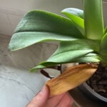 Help My Orchid Is Dying! How to Bring an Orchid Back to Life featured-orchid-dying