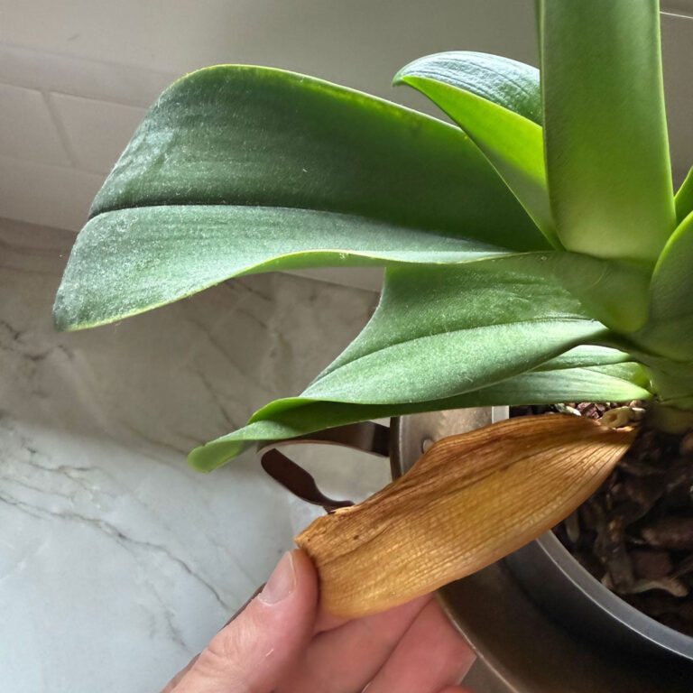 Help My Orchid Is Dying! How to Bring an Orchid Back to Life