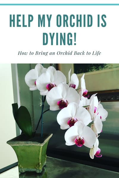 orchid dying