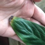 Are Your Plant Leaves Turning Brown and Crispy? Top 6 Reasons Why! plant leaves turning brown and crispy