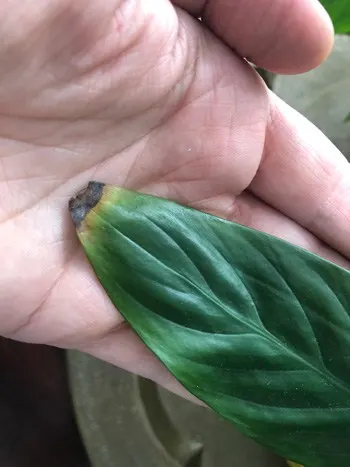 plant leaves turning brown and crispy