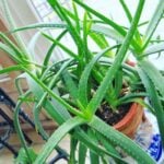 Aloe Plant Care: The Complete Indoor Growing Guide aloe plant care