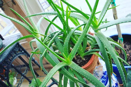 aloe plant care