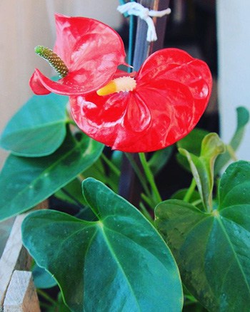 anthurium plant care