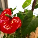 Anthurium Care: How to Grow Flamingo Flower With Ease anthurium plant care