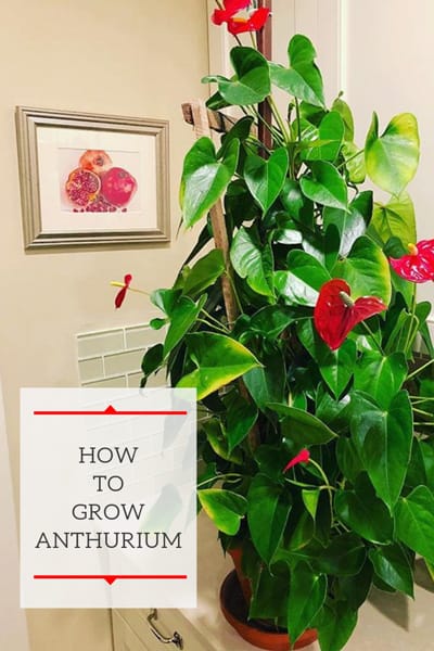 Care: Growing Flamingo Flower