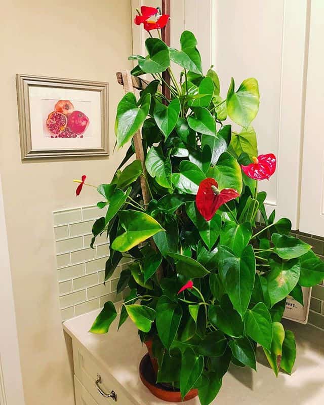 anthurium plant care