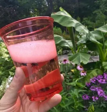 how not to use japanese beetle traps