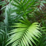 Parlor Palm: The Only Indoor Palm I Will Grow featured-Parlor-palm