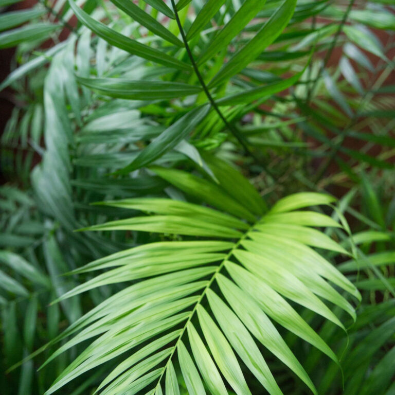 Parlor Palm:  The Only Indoor Palm I Will Grow