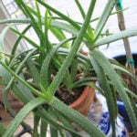 featured-aloe