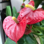 featured-anthurium