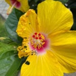 featured-japanese-beetles
