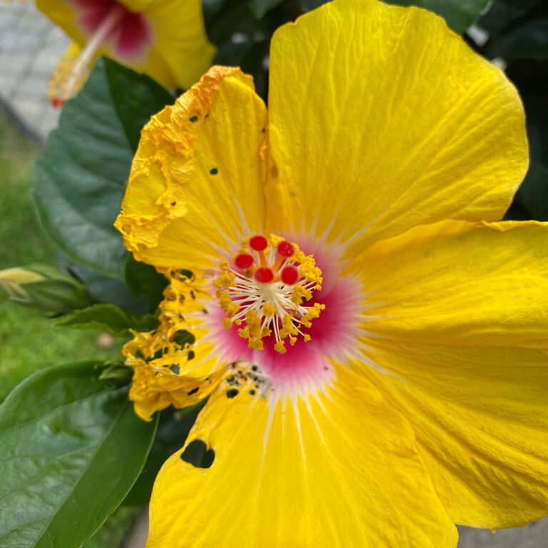 Why Not to Use Japanese Beetle Traps and Other Tips