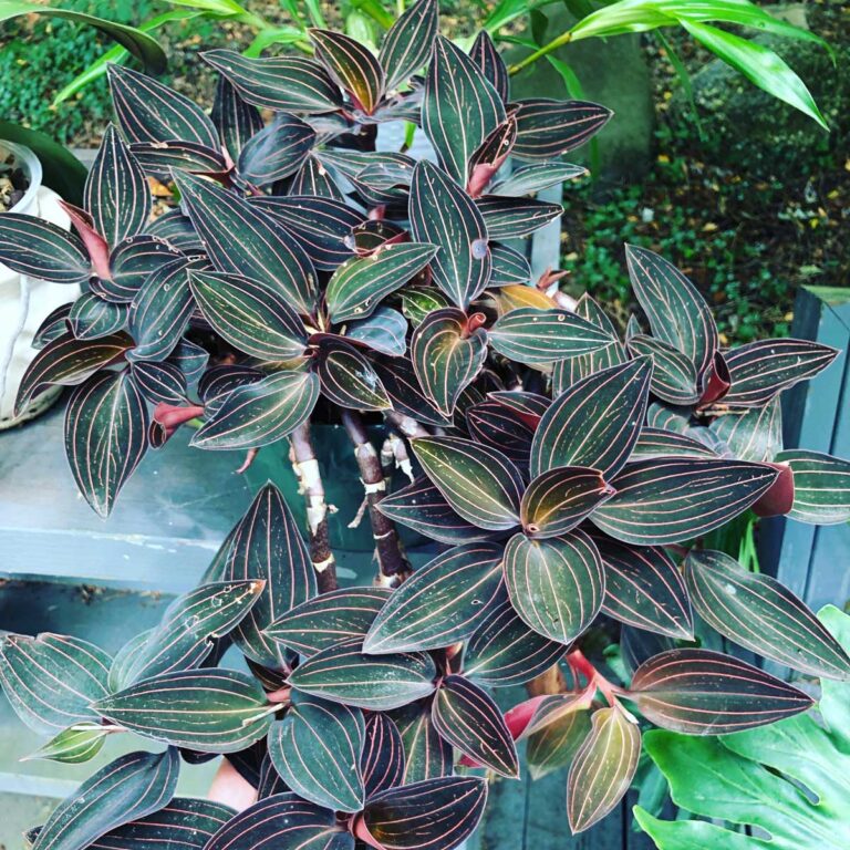 How to Grow Ludisia Discolor:  The Beautiful Jewel Orchid