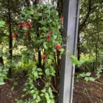 featured-moving-plants-outside