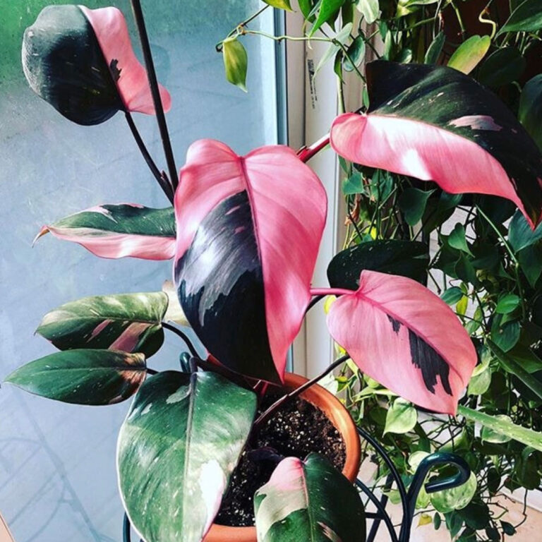 Philodendron Pink Princess: 7 Ultimate Growing Tips & Tricks