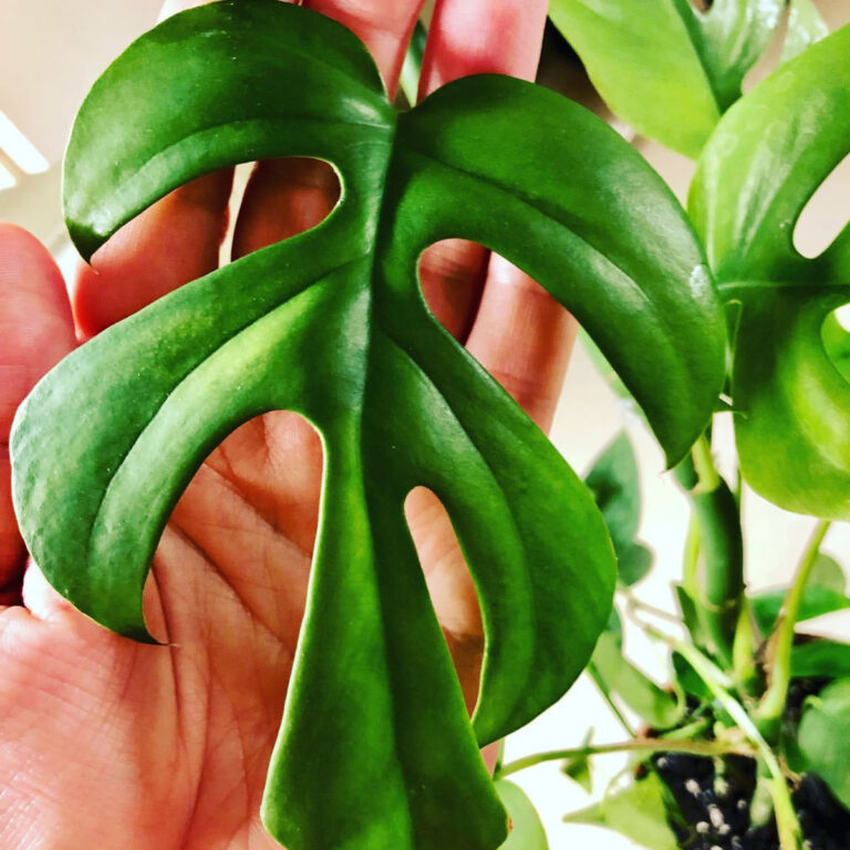 Rhaphidophora Tetrasperma - 7 Top Tips w/ Propagation Guide