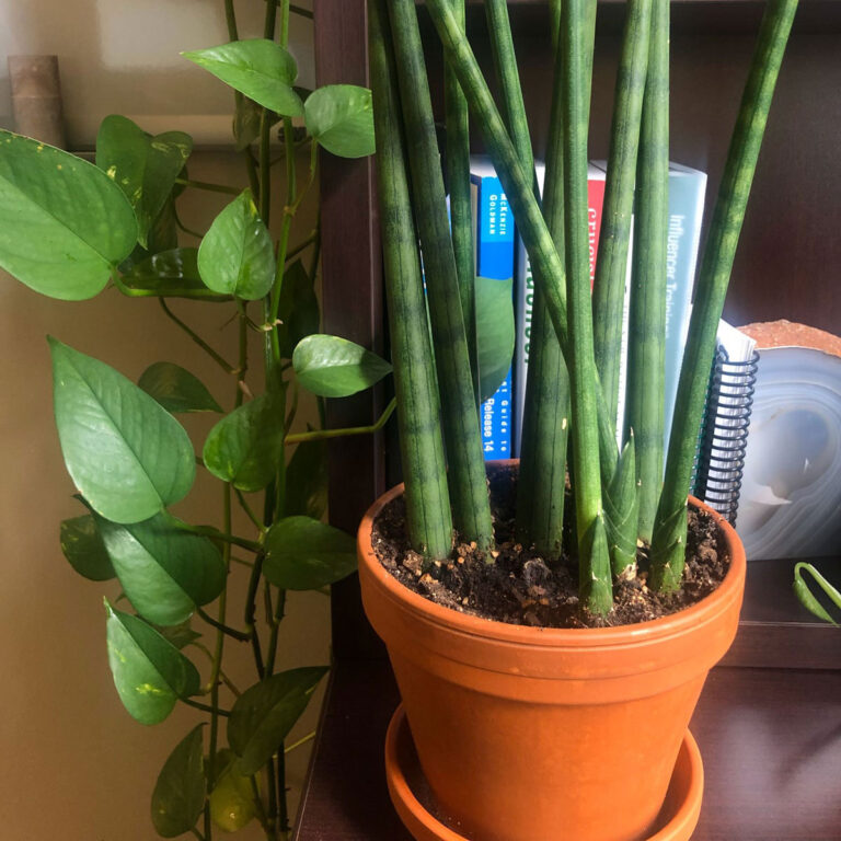 Growing the Stunning Sansevieria Cylindrica:  A Care Guide