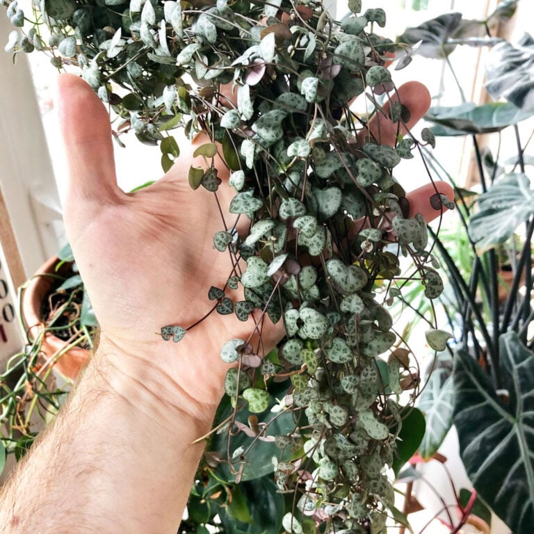 String of Hearts:  6 Amazing Growing Tips (Ceropegia woodii)