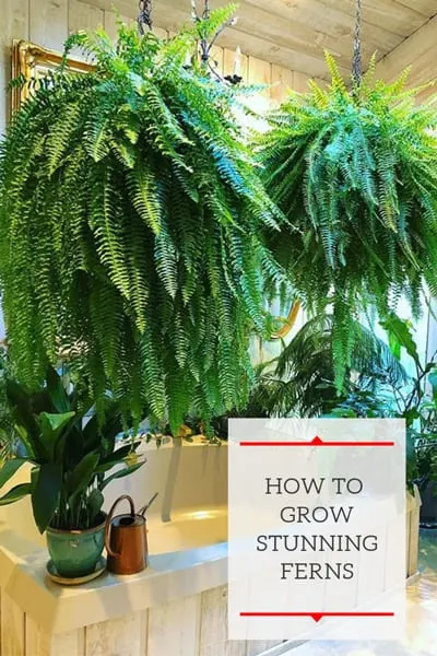 how-to-grow-ferns