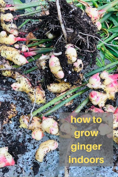 growing-ginger-indoors