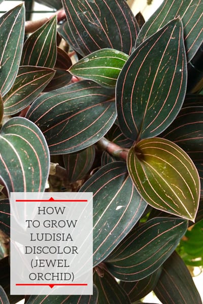 Jewel Orchid Care: How to Grow Ludisia discolor