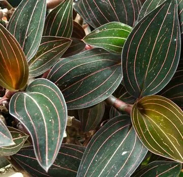 ludisia discolor jewel orchid