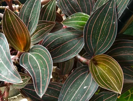 ludisia discolor jewel orchid