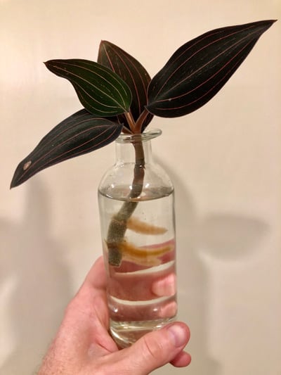 How to Propagate a Jewel Orchid 