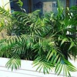 Parlor Palm: The Only Indoor Palm I Will Grow chamaedorea elegans