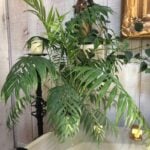 7 Big Causes of Parlor Palm Brown Tips & How to Prevent chamaedorea elegans