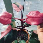 Pink Princess Philodendron: 11 Critical Problems & Fixes! philodendron pink princess