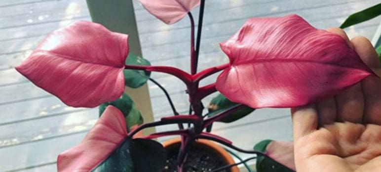 philodendron pink princess