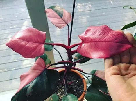 philodendron pink princess