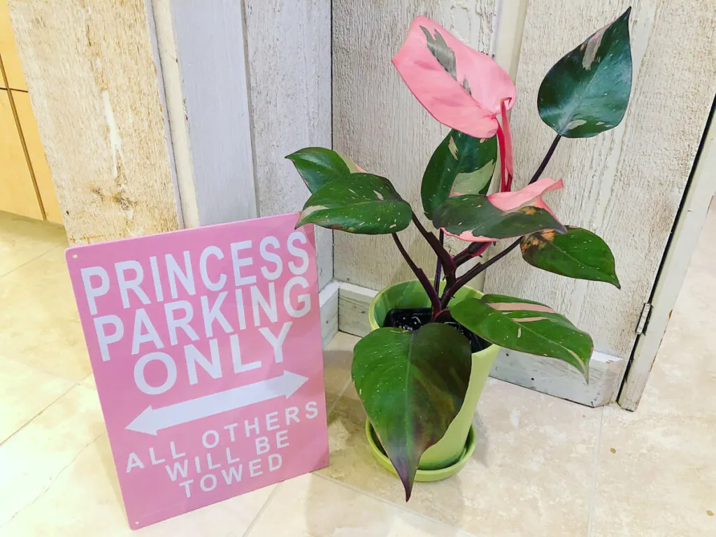 philodendron-pink-princess