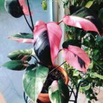 Pink Princess Philodendron Seeds: Why You Should Not Buy! philodendron pink princess