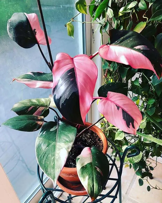 philodendron pink princess