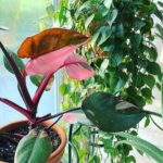 Philodendron Pink Princess Propagation: 3 Easy Methods! philodendron pink princess