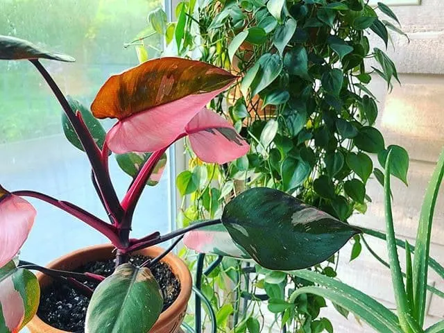 philodendron pink princess